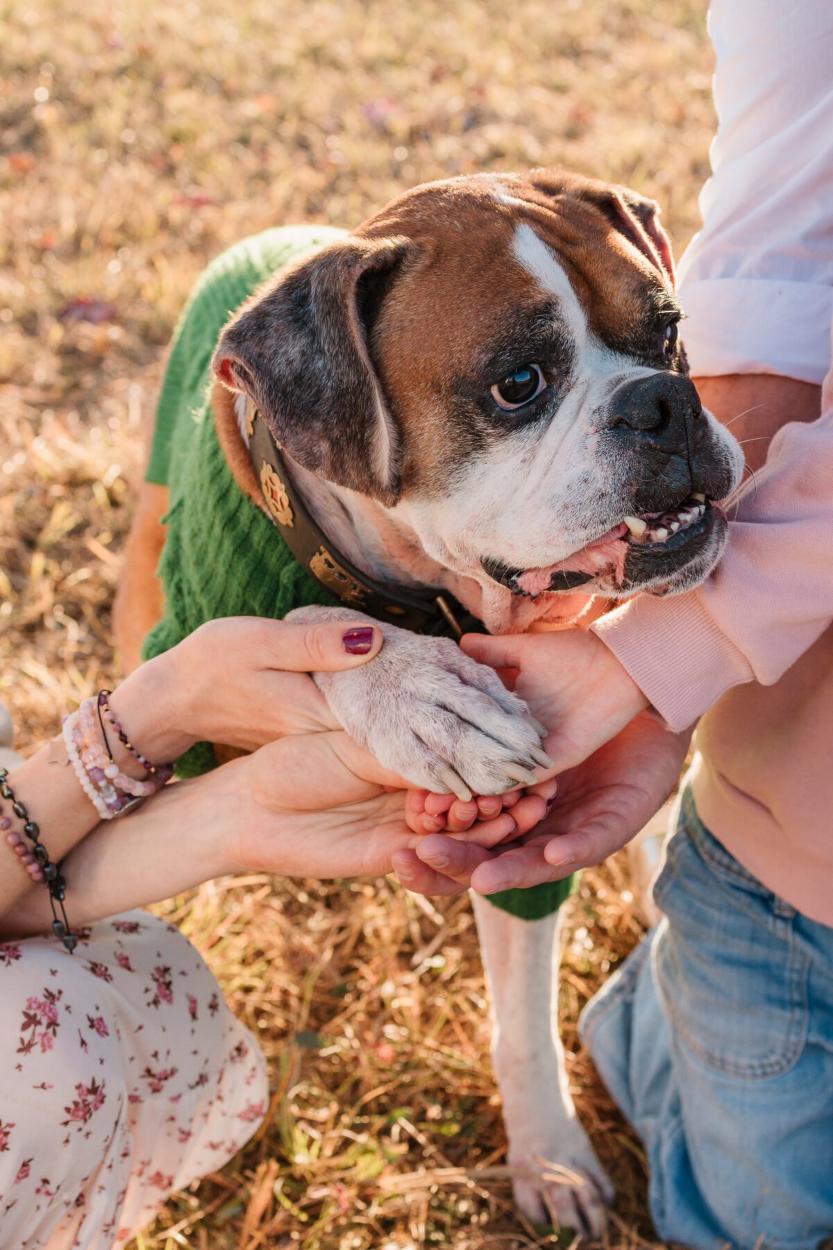 Why You Should Include Your Dog in Your Photo Session (Northern Virginia)